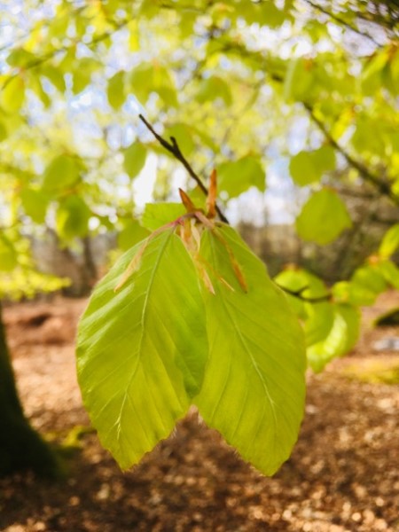 Beech leaves are deliciously edible and have a pleasant citrus/salad taste. A great salad addition and easy to pluck off the trees.